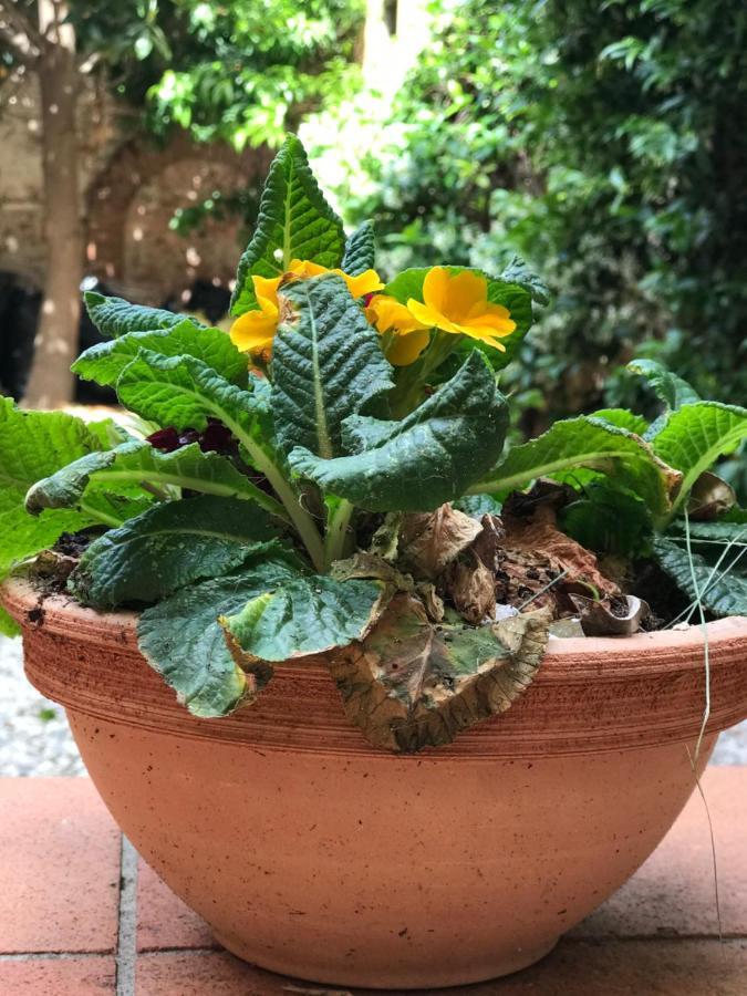 דירות פיזה Hostly - Garden House Near The Tower - Historical House With Private Garden מראה חיצוני תמונה